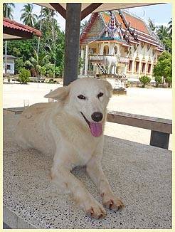 SNOWBALL (Temple: Wat Koh Samui)