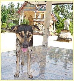 SPOTTY (Temple: Wat Koh Samui)